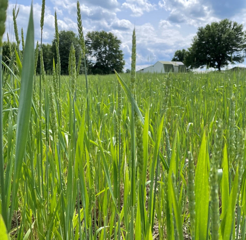 The Original Spelt – Fusek Flour Co.