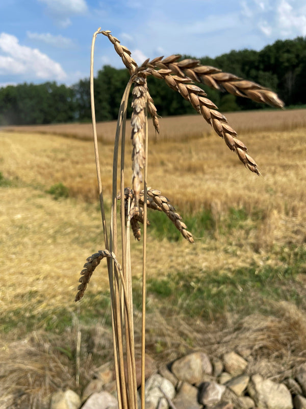 Spelt: The Supergrain You Need to Know About.