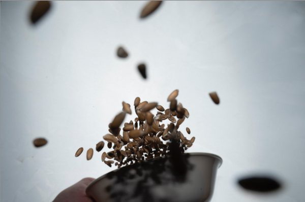 Alkaline Diets and Fusek Oberkulmer Spelt